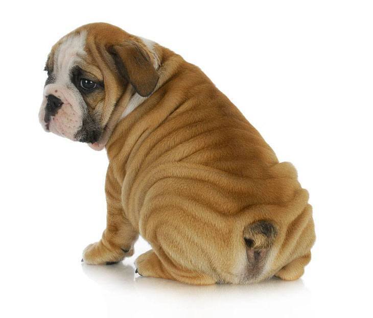 wrinkly bulldog puppy