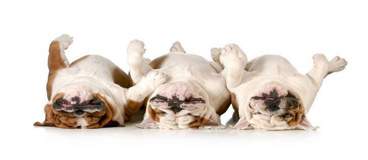 three bulldogs sleeping off a night of partying