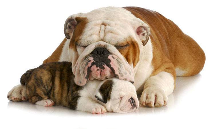 sleeping bulldog puppy and her mama