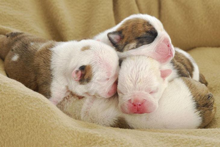 bulldog puppies taking a nap