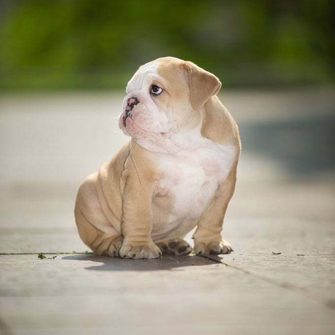 cute bulldog puppy looking lonely
