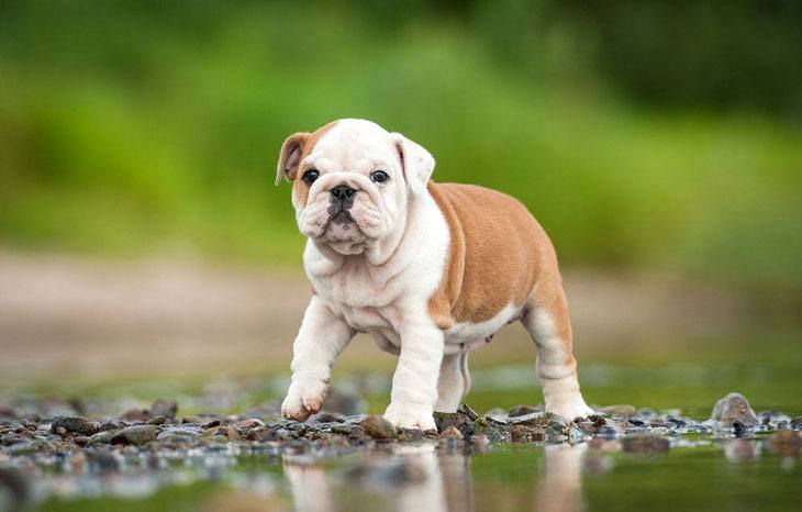 bulldog puppy about to jump a puddle