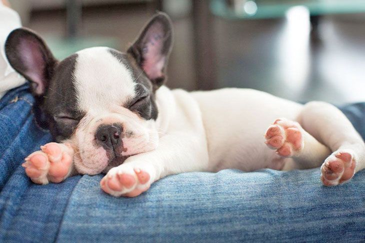 english bulldog puppy dreaming away