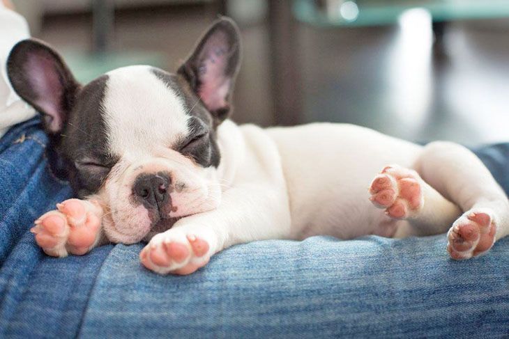 sweet french bulldog puppy in slumberland