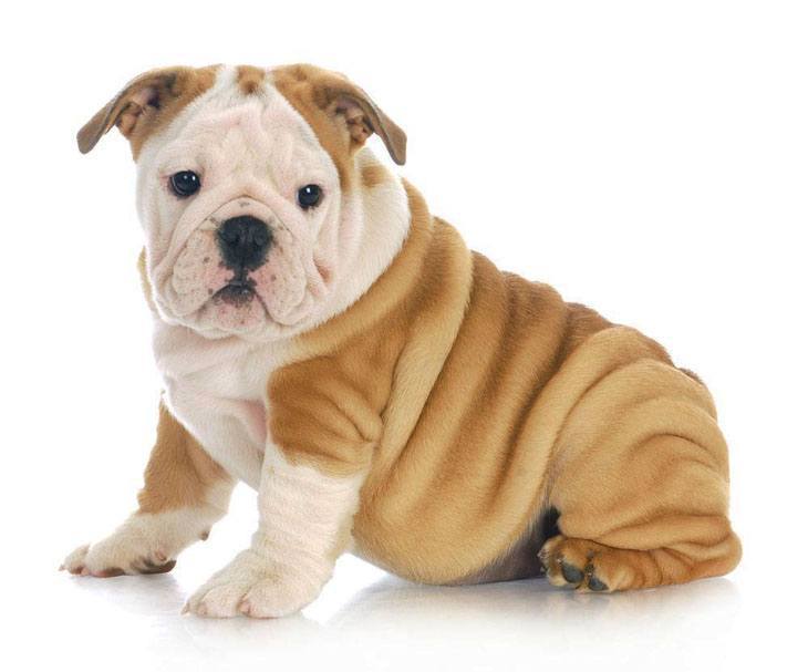 wrinkly bulldog puppy