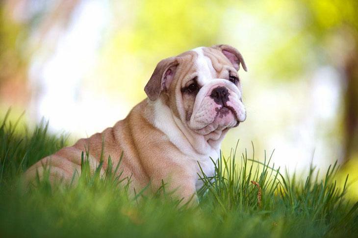 cute bulldog puppy