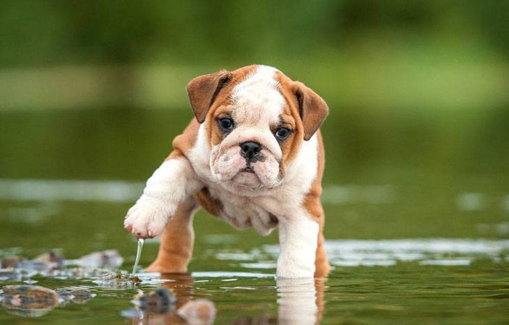 bulldog puppy in a puddle