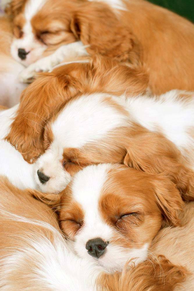 cavalier king charles spaniels taking a nap
