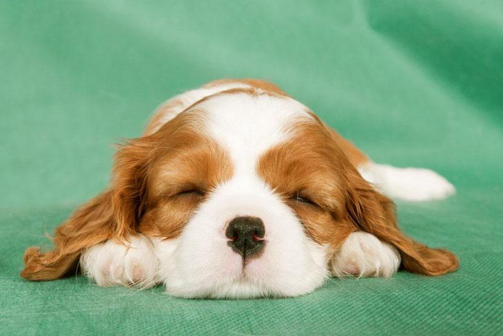 cavalier king charles spaniel puppy sleeping