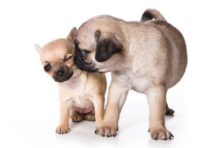 this pug has fallen in love with a chihuahua and steals a kiss