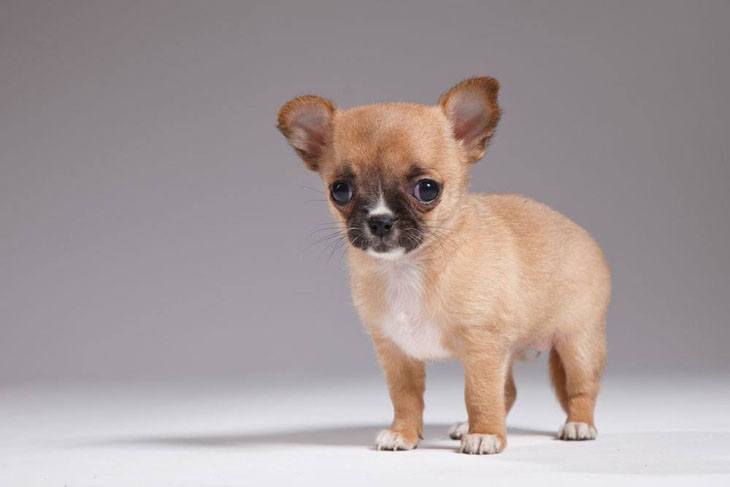 lonely chihuahua puppy