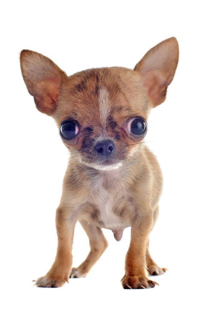 applehead chihuahua staring at you