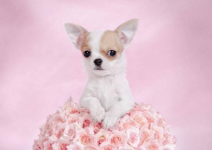 chihuahua puppy posing with flowers