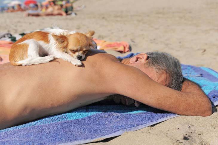 chihuahua taking a nap at the beach