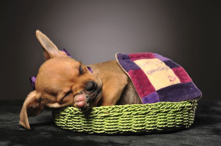 cute chihuahua puppy taking a nap after playtime