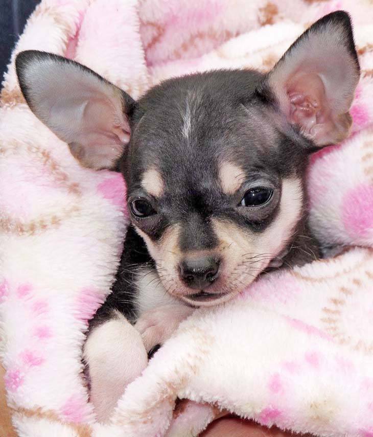 chihuahua pup falling asleep