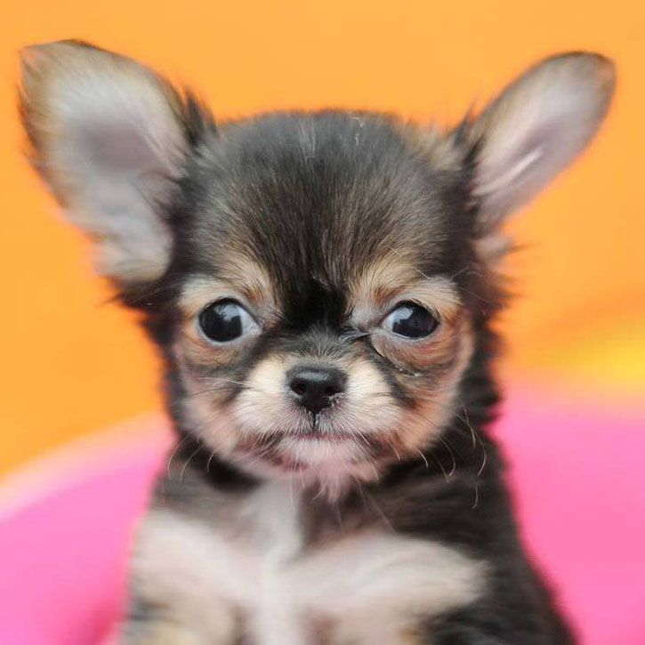 cute chihuahua puppy smiles for the camera