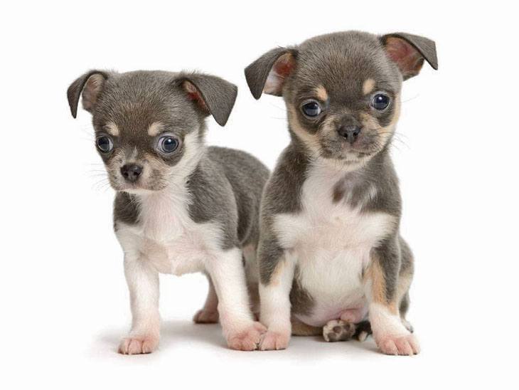 cute chihuahua puppies looking for fun