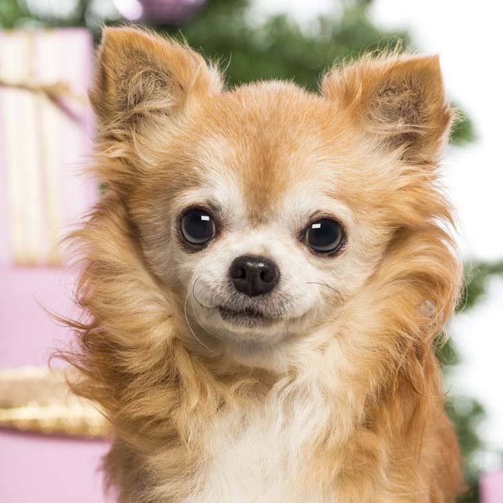 long haired chihuahua posing for camera