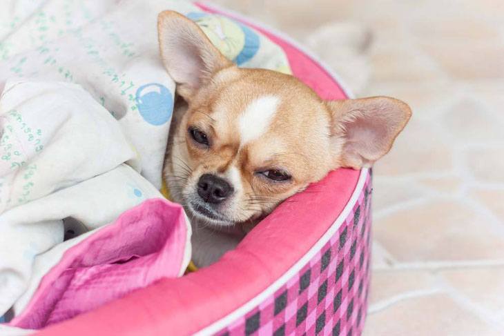 chihuahua napping in warm laundry