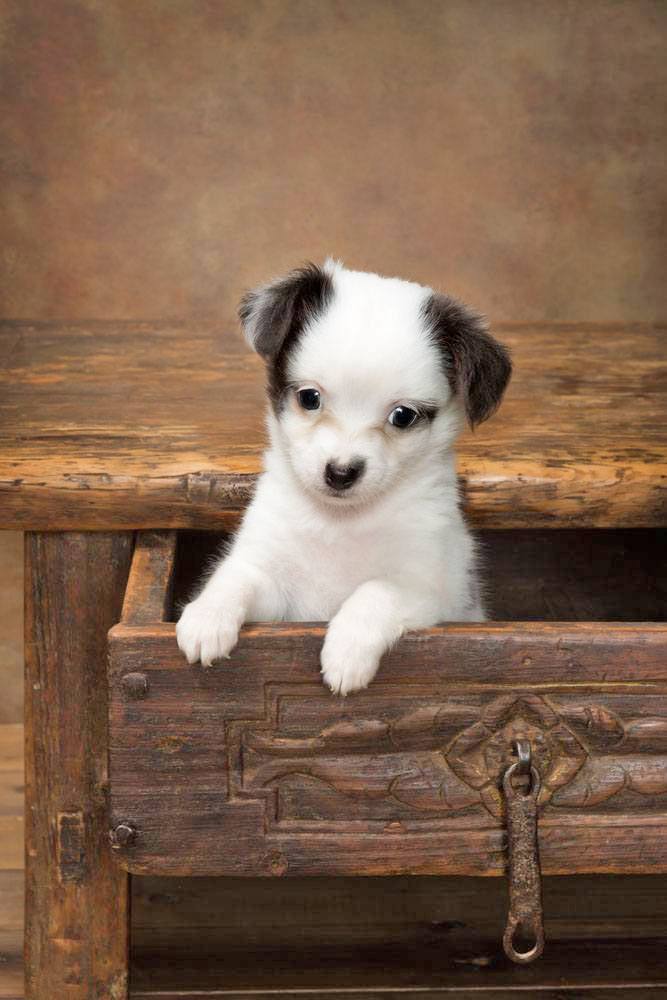 cute chihuahua puppy ready to play