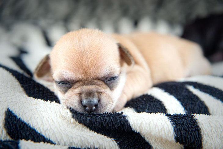 chihuahua puppy napping