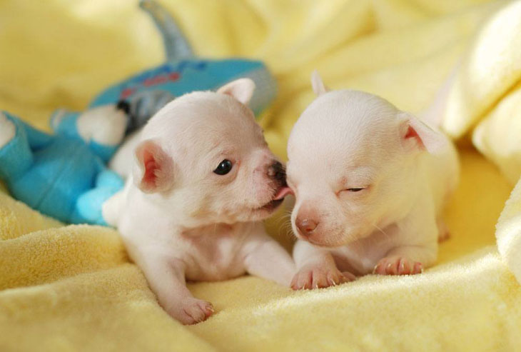 two chihuahua puppies smelling bacon