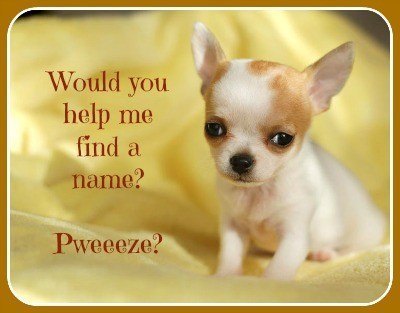 chihuahua puppy looking for a name