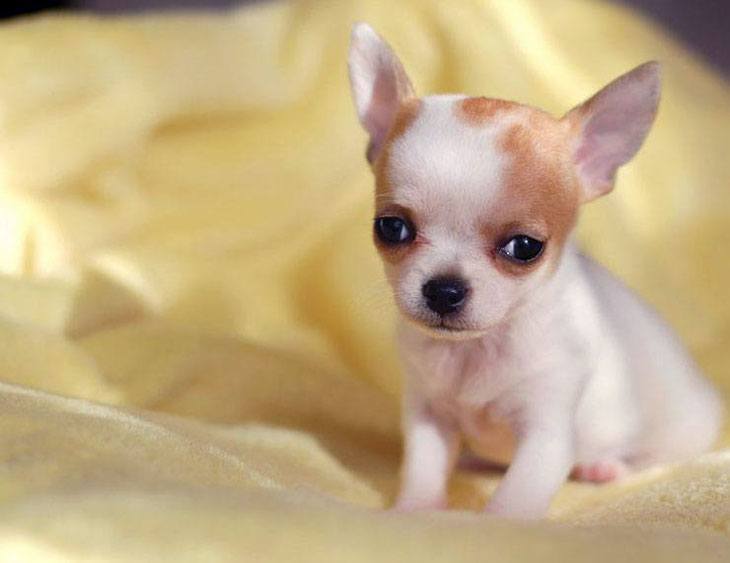 lonely chihuahua puppy