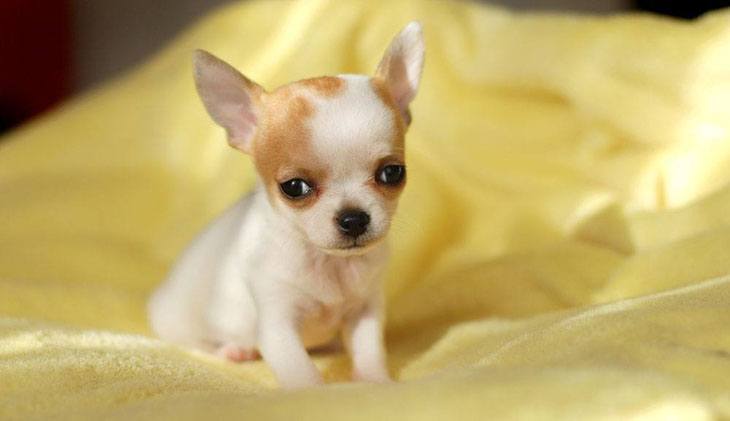 lonely chihuahua puppy