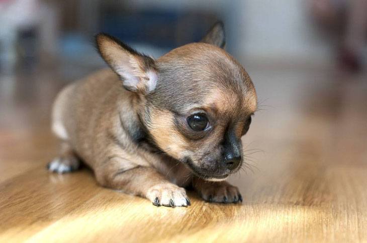 chihuahua puppy pic