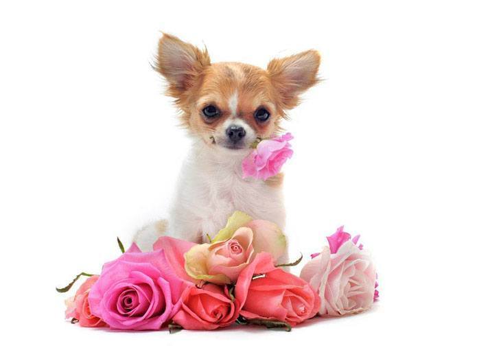 cute chihuahua puppy holding a flower