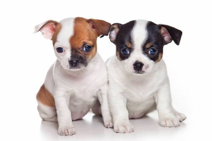 chihuahua puppies waiting for a treat