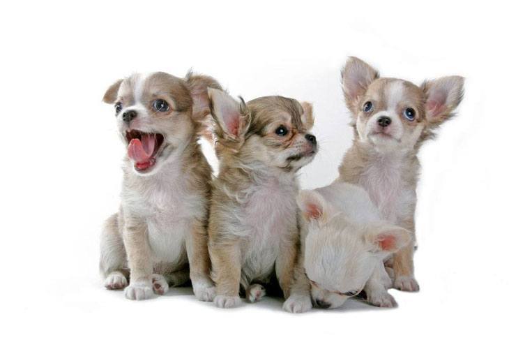 four chihuahua puppies looking for trouble