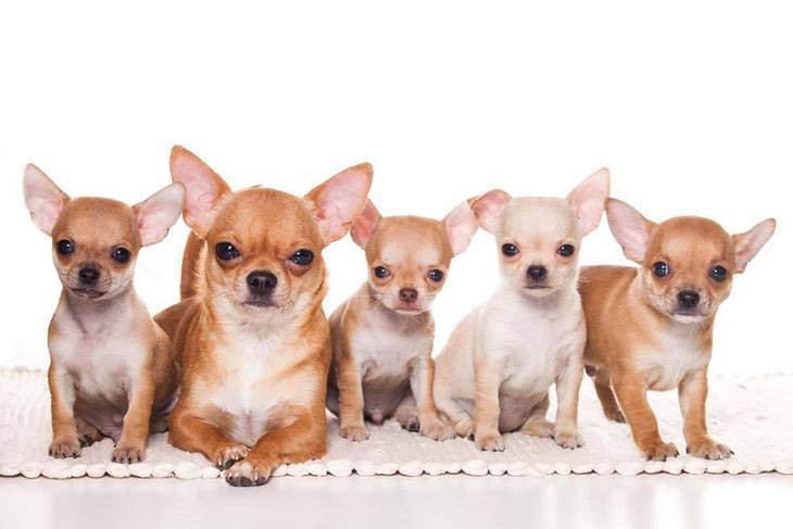 chihuahua mama and her family