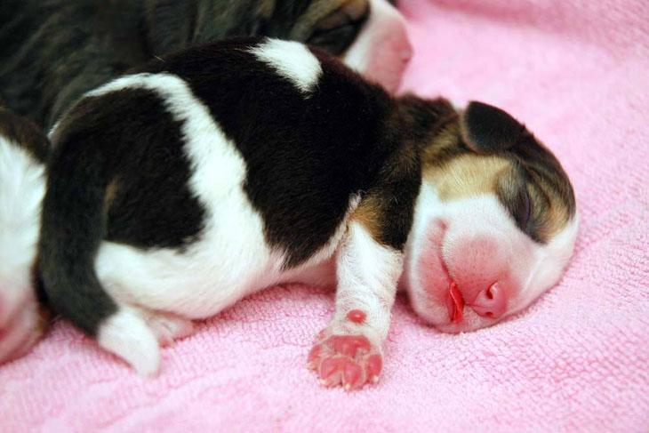 chihuahua newborn fast asleep