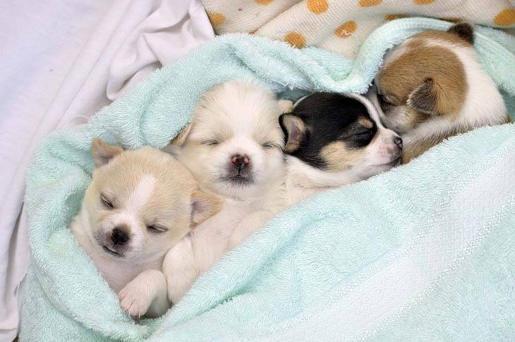 cute chihuahuas sleeping