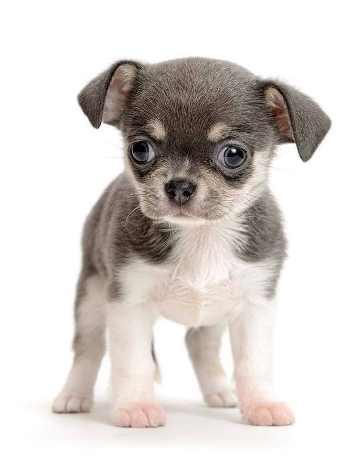 cute chihuahua puppy picture