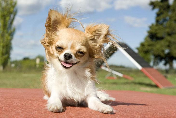 long haired chihuahua smiling