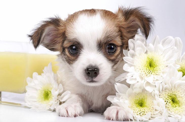 cute chihuahua puppy posing with some flowers