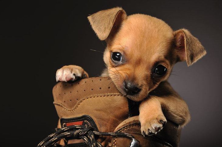 cute chihuahua puppy chewing on a shoe