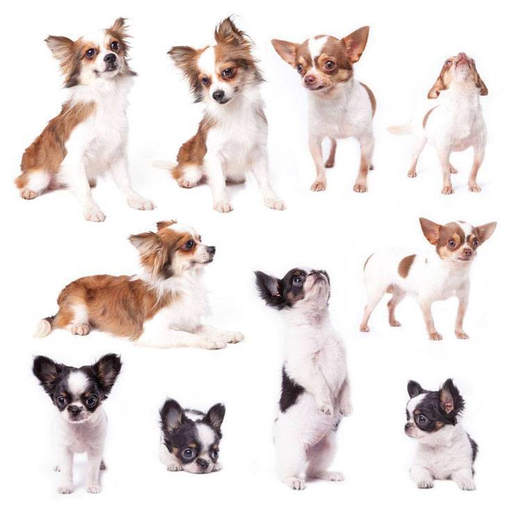 cute chihuahua puppy collage
