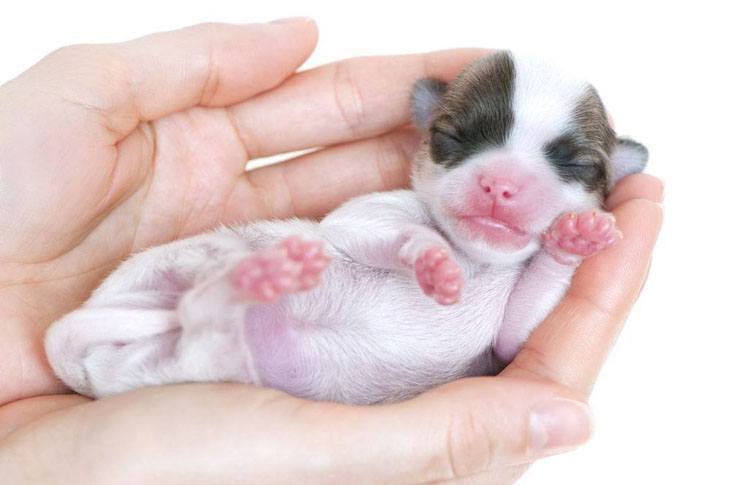 chihuahua newborn enjoying a nap