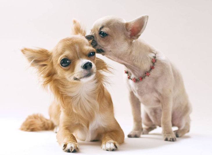 two chihuahua puppies kissing