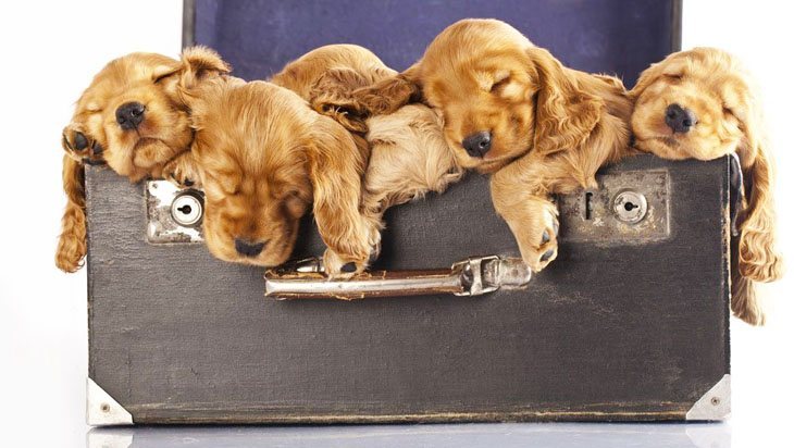 cocker spaniel puppies napping