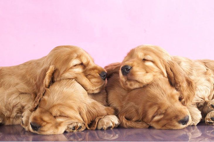 cocker spaniel puppies taking a nap