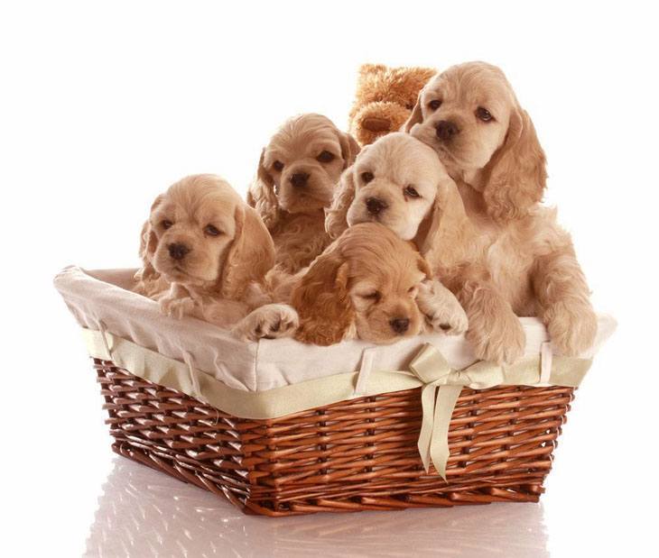 cocker spaniel puppies in a basket