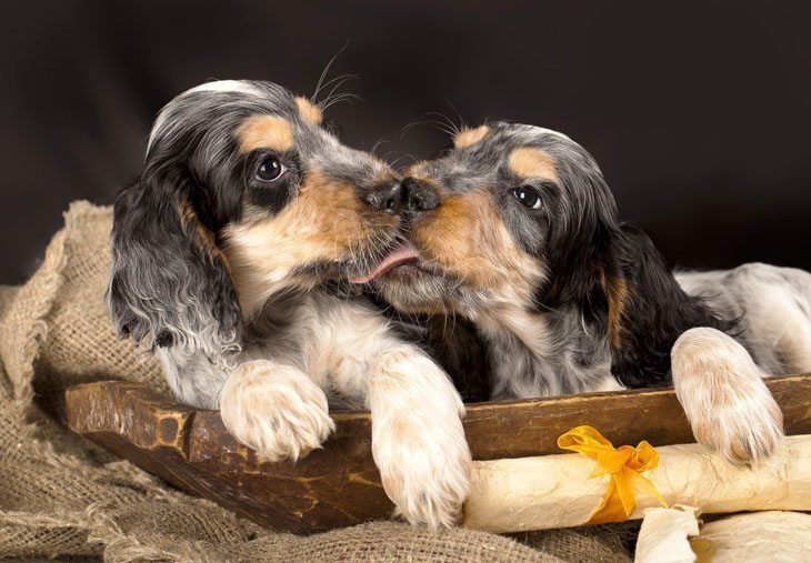 love is in the air as these two puppies share a kiss
