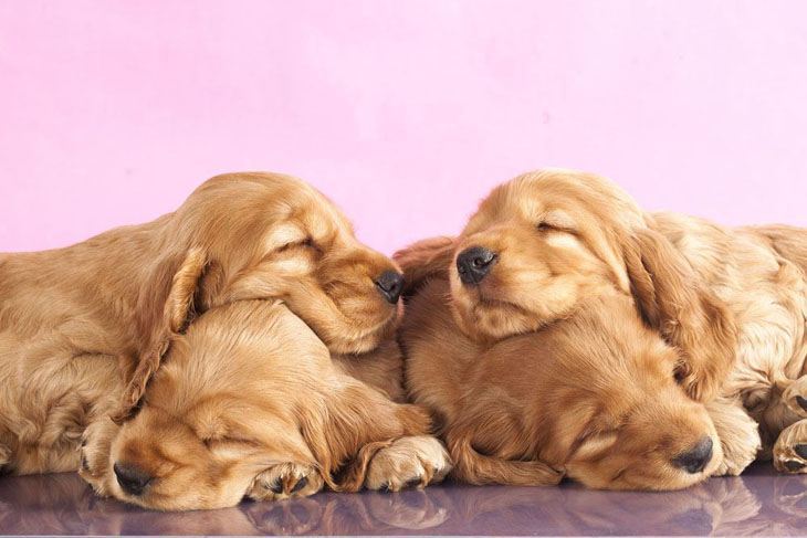 cocker spaniel puppies snoozing
