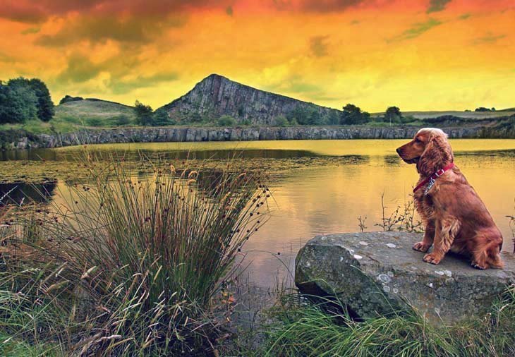 cocker spaniel on vacation with it's family